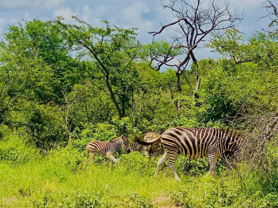 Wildheart Safari - Zesty Zebra Apartment Hoedspruit Exterior foto