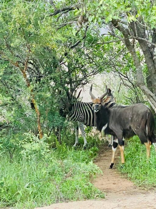 Wildheart Safari - Zesty Zebra Apartment Hoedspruit Exterior foto