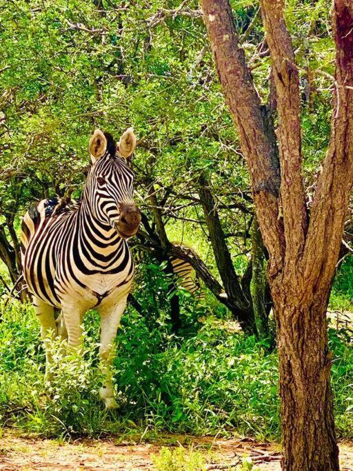 Wildheart Safari - Zesty Zebra Apartment Hoedspruit Exterior foto